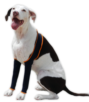 H4Legs brand H-Leggings on a medium sized dog