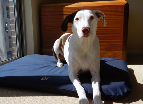 Harley on a Large Navy Blue H-Bed